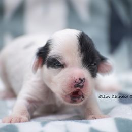 Chinese Crested Puppies from Qilin Chinese Crested