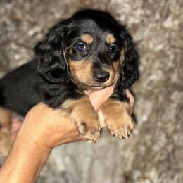 Nicky - Black and cream male Dachshund puppy in Early, Texas, Texas from Lady J’s Dachshunds