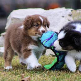 Australian Shepherd Puppies from SnowRidge Australian Shepherds