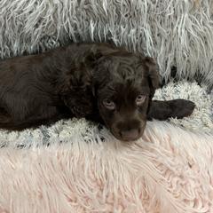 Boykin Spaniel Puppies from White Acres