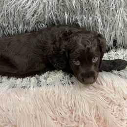 Boykin Spaniel Puppies from White Acres