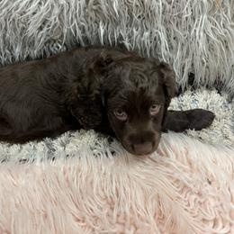 Boykin Spaniel Puppies from White Acres