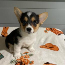 Carrie - Black and tan female Pembroke Welsh Corgi puppy in Canton, Texas from Circle M Corgis