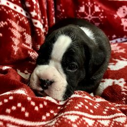 Flashy brindle male - Brindle male Boxer puppy in Enon, Ohio from Diamond Lane Boxers