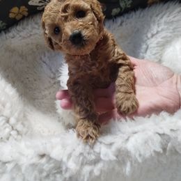 Poodle Puppies from Grace Colt Farms