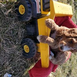 Poodle Puppies from Mountain Ridge Poodles