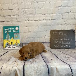 Goldendoodle and Poodle Puppies from Partridge Doodles and Poodles