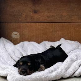 Theo - Black and cream male Dachshund puppy in Woodbine, Georgia from Coastal Bluff Pups