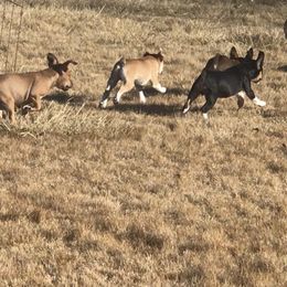 Rat Terrier Puppies from Buzablu Rat Terriers