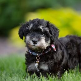Miniature Schnauzer Puppies from Star Schnauzers