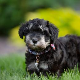 Miniature Schnauzer Puppies from Star Schnauzers