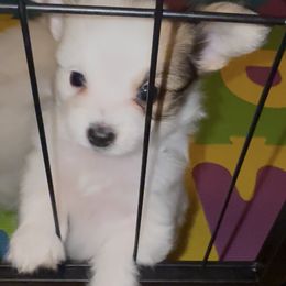 Boy 1 - Sable male Papillon puppy in Fremont, Michigan from Barque