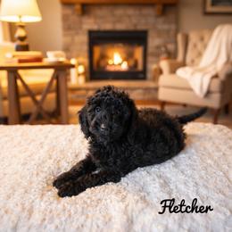 Fletcher - Phantom male Goldendoodle puppy in Warrensburg, Missouri from Supreme Doodles
