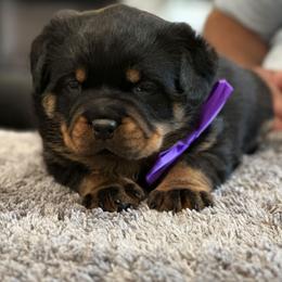 Rottweiler Puppies from DKV Rottweilers, German Rottweiler Puppies For Sale