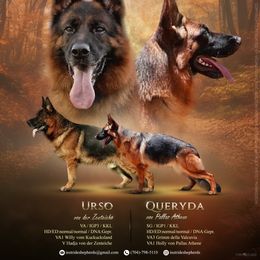 German Shepherd puppies from In Stride Shepherds