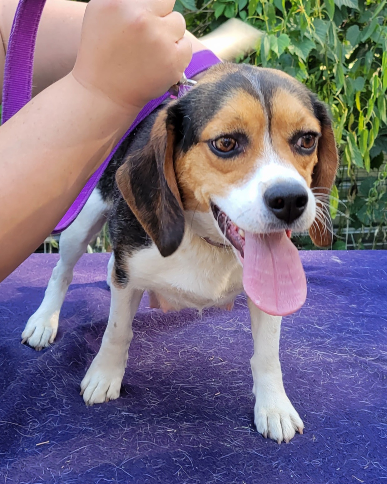 Jill - Beagle