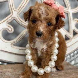 Purple collar - Red  female Goldendoodle puppy in Calico Rock, Arkansas from Cottrell’s Poodles & Doodles