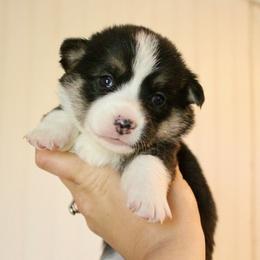 Coco - Black and tan female Pembroke Welsh Corgi puppy in Stockton, Utah from BW Corgis