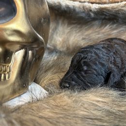 Poodle Puppies from Sea Swept Poodles