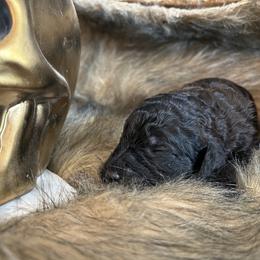 Poodle Puppies from Sea Swept Poodles