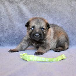 Neon Green - Sable female German Shepherd puppy in Cherryville, North Carolina from Masky Kennel