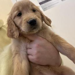 Boy 3 - Golden male Golden Retriever puppy in Murrieta, California from The Golden Leash Kennels