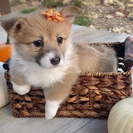 Pembroke Welsh Corgi Puppies from Campbell Ranch Corgis