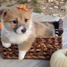 Pembroke Welsh Corgi Puppies from Campbell Ranch Corgis
