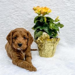 Cockapoo Puppies from Windy Ridge Cockapoos