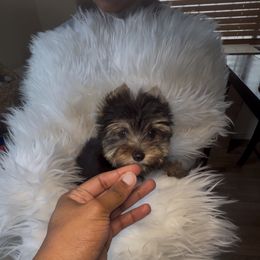 Princeton - Black and gold male Yorkshire Terrier puppy in Las Vegas, Nevada from Yorkiepupsntcups