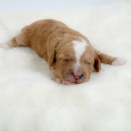 Bubbles - Golden female Cockapoo puppy in Pledger, Texas from Sugarbear Cockapoos