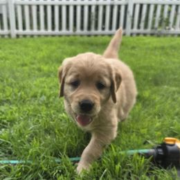 Golden Retriever Puppies from City Goldens