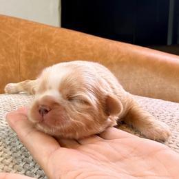 Girl 2 - Gold female Shih Tzu puppy in Groveland, Florida from Jenny's Shih Tzus