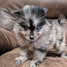 Abigail - Blue merle female Pomeranian puppy in Danielsville, Georgia from PassionatePomPoms