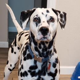 Dobby - Dalmatian