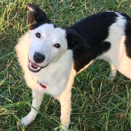 Eve - Border Collie