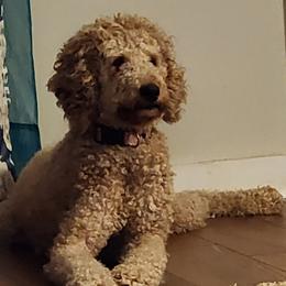 Ruby - Goldendoodle