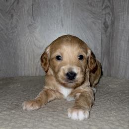 Ellie - Cream female Goldendoodle puppy in Valdosta, Georgia from Designer Doodles of South GA