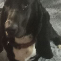 Juno - Basset Hound