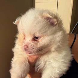 Pancakes AKC - Cream parti female Pomeranian puppy in Hampton, Virginia from Hearts Of Love