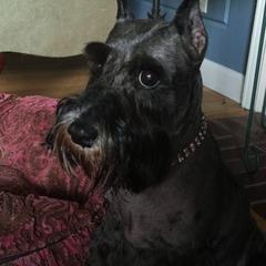 Miniature Schnauzers from Hafen Miniature Schnauzers