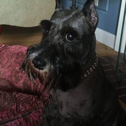 Miniature Schnauzers from Hafen Miniature Schnauzers