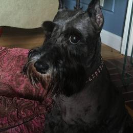 Miniature Schnauzers from Hafen Miniature Schnauzers