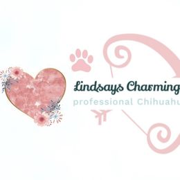 Chihuahuas from Lindsay's Charming Chi Love