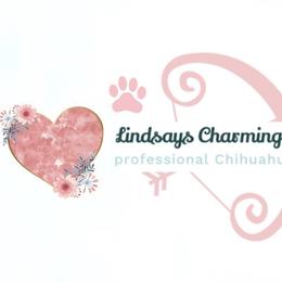 Chihuahuas from Lindsay's Charming Chi Love