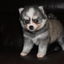 Blaze - Silver and white male Pomsky puppy in Coos Bay, Oregon from Ocean View Pomskies