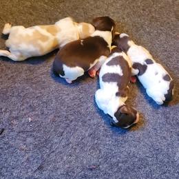 Girl 2 - Liver and white female Brittany puppy in North Hampton, New Hampshire from Birch Spring Brittanys