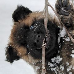 Belgian Tervuren Puppies from Chocorua Working Belgians