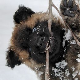 Belgian Tervuren Puppies from Chocorua Working Belgians