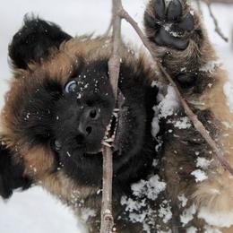 Belgian Tervuren Puppies from Chocorua Working Belgians
